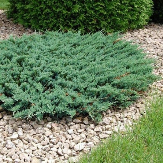 Green Sargent Juniper | Extra Large 3 Gallon Plant | Fast|Growing Evergreen for Landscaping, Privacy Screen, and Garden Borders | Hardy & Low|Maintenance