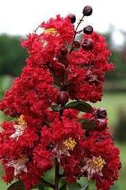 Crape Myrtle Dynamite Red | Extra Large 3 Gallon Plants | Vivid Red Blooms & Hardy Growth, Live Plant, Ornamental Shrub for Striking Garden Display3