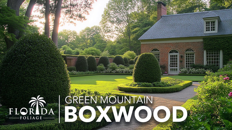 Green Mountain Boxwood | Live Gallon Size Plant | Elegant Pyramid|Shaped Evergreen, Ideal for Topiary & Landscaping, Cold|Hardy & Drought|Tolerant