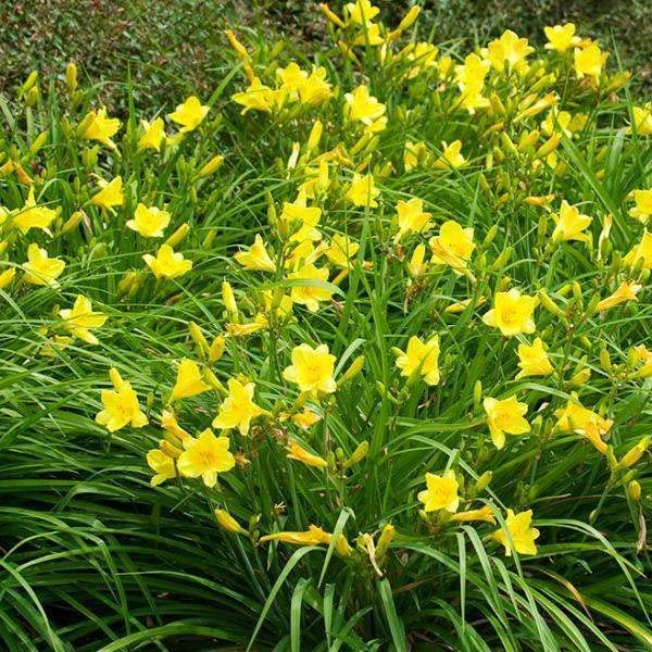Daylily Happy Returns I Live 3 Inch Pots I Hemerocallis | Yellow Flowers | Perennial Garden Star, Easy|to|Grow for Continuous Floral Display