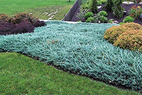 Juniper Blue Chip | Live Gallon Size Plants | Juniperus Horizontalis | Evergreen Cold Hardy Drought Tolerant Groundcover