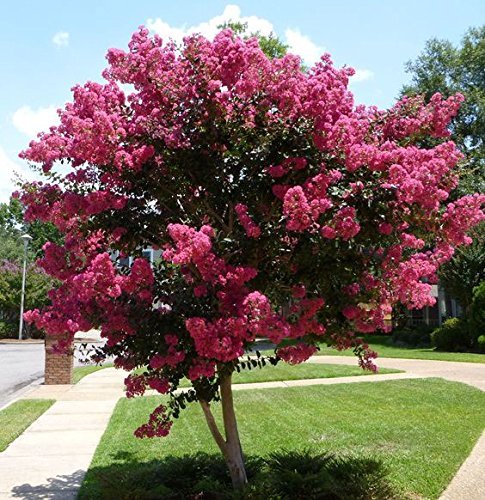 Crape Myrtle Raspberry Sundae | Live Plants | Dual|Color Red & Pink Blooms, Live Plant, Stunning Bicolor Ornamental Shrub for Eye|Catching Garden Displays
