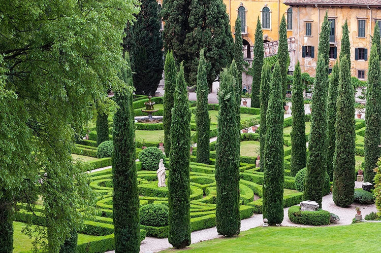 Italian Cypress Tree | Extra Large 3 Gallon Tree | Cupressus Sempervirens | Formal Elegant Mediterranean Style Plants