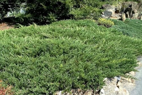 Juniper Andorra Compacta | Live 4 Inch Pot | Juniperus horizontalis ëAndorra Compactaí | Low|Growing Evergreen Ground Cover | Drought|Tolerant Landscaping Plants