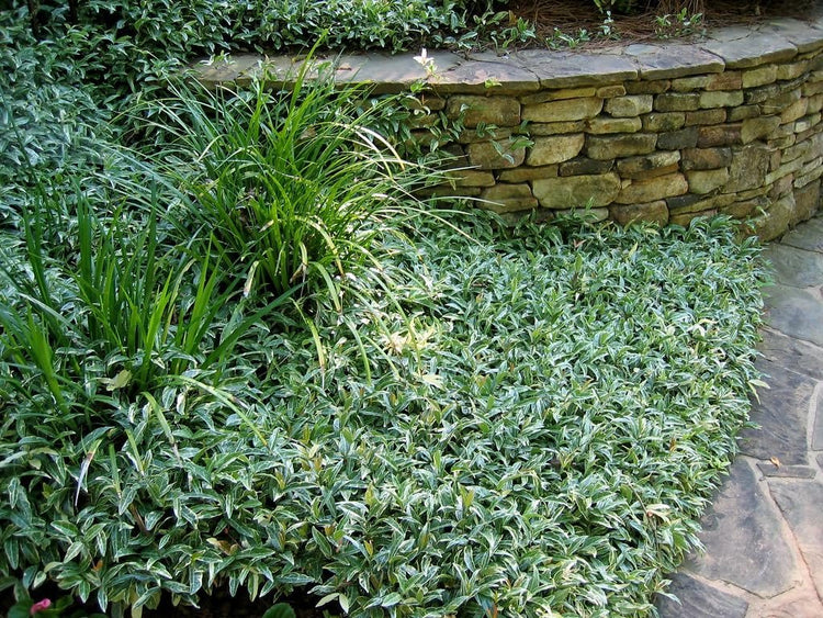 Jasmine Asiatic Variegated Plants | Live 4 Inch Pots | Trachelospermum Asiaticum 'Variegata' | Fragrant Ground Cover | Evergreen Vine