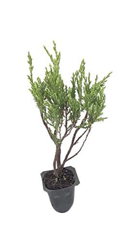 Sea Spray Juniper | Live Plants | Juniperus Chinensis | Drought Tolerant Cold Hardy Evergreen Ground Cover
