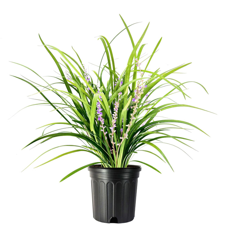 Super Blue Liriope Muscari | Large Gallon Size Plant | Drought Tolerant Ornamental Grass