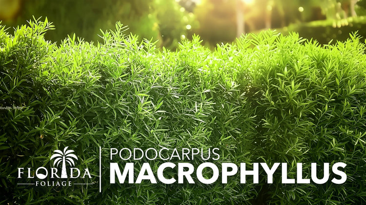 Podocarpus Macrophyllus Japanese Yew | Live Plants | Podocarpus macrophyllus | Privacy Hedge Shrub | Evergreen Landscaping Plants for Gardens & Borders