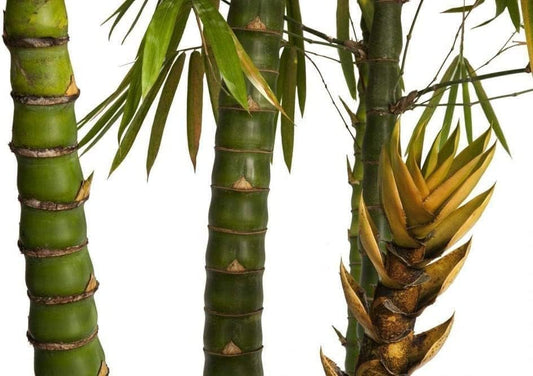 Dwarf Buddha Belly Bamboo | Live Plants | Bambusa Vulgaris Wamin | Rare Unique Beautiful Specimen | Non|Invasive Clumping Bamboo