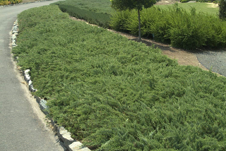 Hughes Juniper | Live Plants | Juniperus Horizontalis | Drought Tolerant Cold Hardy Evergreen Ground Cover