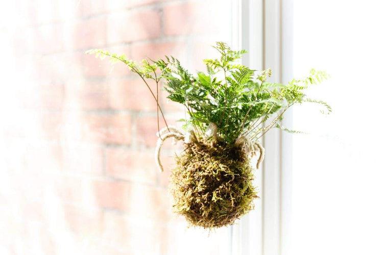 White Paw Fern | Live Plants | Davallia Tyermanii | Indoor Outdoor Tropical Foliage | Fuzzy Root Houseplant | Exotic Decorative Greenery | Pet Safe
