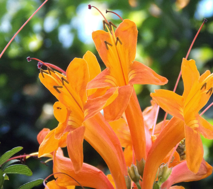 Cape Honeysuckle | Live Plants | Tecomaria Capensis | Birds & Butterfly Attracting Versatile Shrub