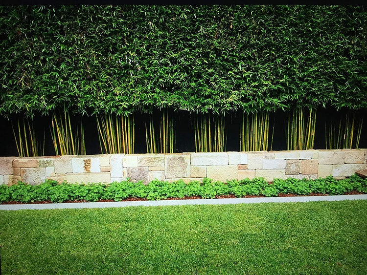 Graceful Bamboo | Slender Weavers | Textilis Gracilis | Live Plant | Fast Growing Evergreen Privacy Hedge