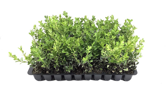 Japanese Boxwood | Live Plants | 2" Pot Size | Buxus Microphylla | Fast Growing Cold Hardy Formal Evergreen Shrub