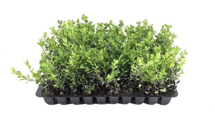 Japanese Boxwood | Live Plants | 2" Pot Size | Buxus Microphylla | Fast Growing Cold Hardy Formal Evergreen Shrub