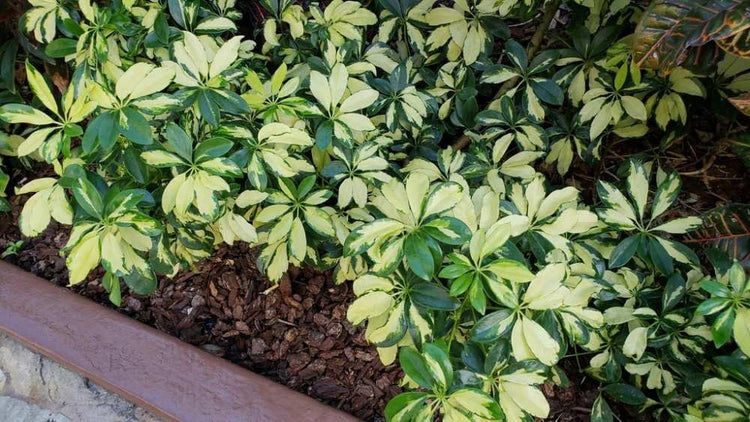 Arboricola Variegated Schefflera Trinette I Live Plants I Vibrant Green & Yellow Foliage, Easy-Care Indoor/Outdoor Plant, Air-Purifying, Ideal for Home