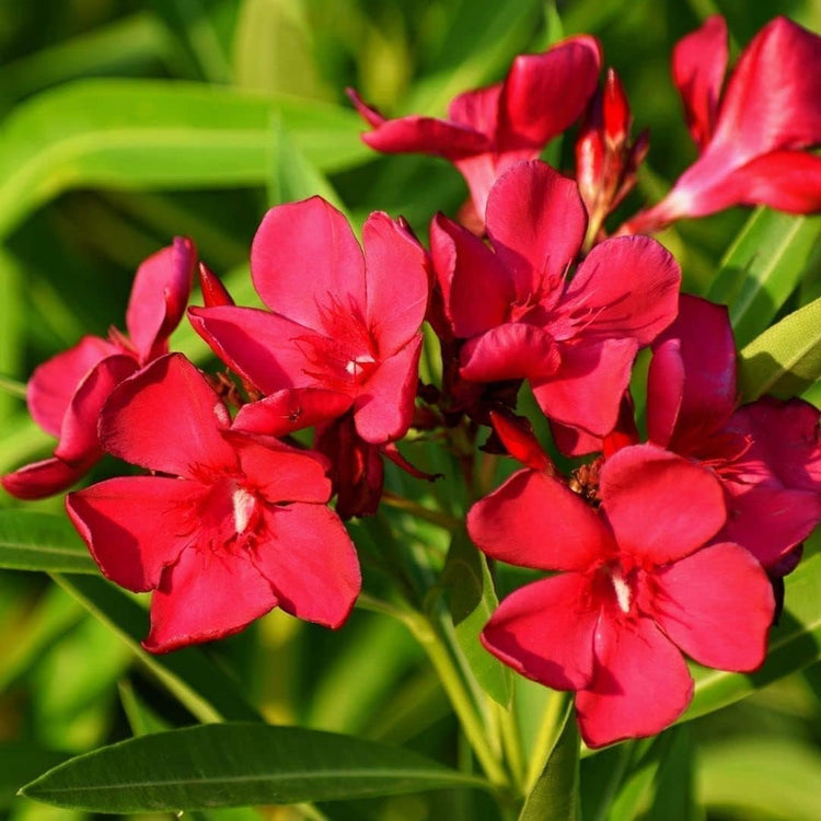 Oleander Red Plants | Live Plants | Nerium Oleander | Vibrant Red Blooms | Ideal for Outdoor Landscaping | Hardy & Low|Maintenance | Attracts Pollinators | Perfect for Hedges & Borders