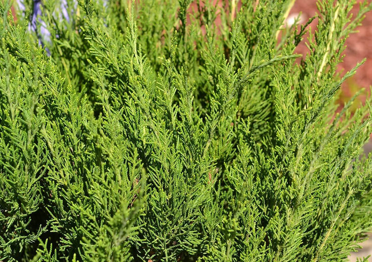 Juniper Sea Spray | Live 4 Inch Pot | Juniperus Chinensis | Drought Tolerant Cold Hardy Evergreen Groundcover Plants