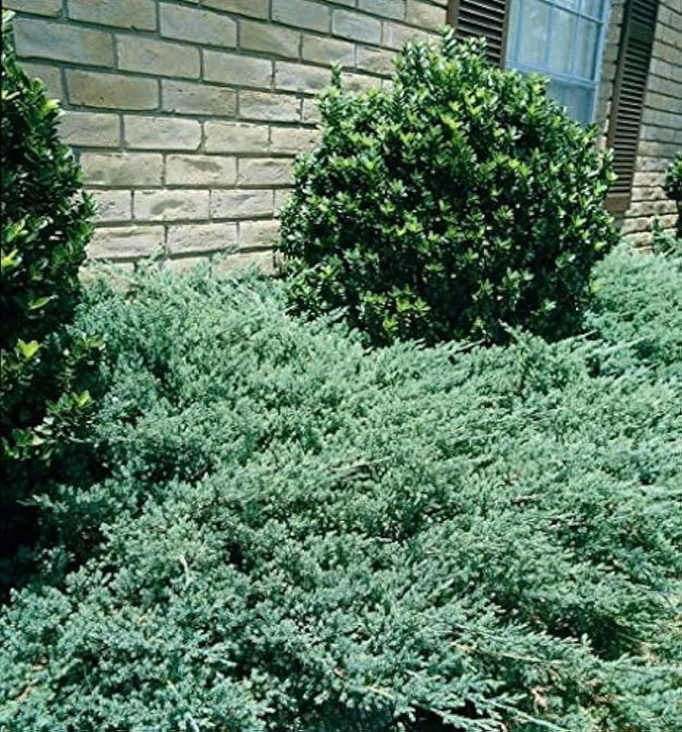 Green Sargent Juniper | Extra Large 3 Gallon Plant | Fast|Growing Evergreen for Landscaping, Privacy Screen, and Garden Borders | Hardy & Low|Maintenance