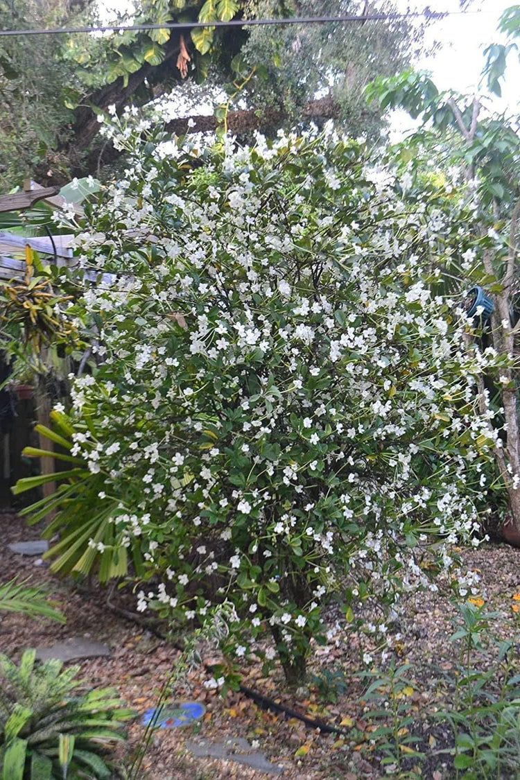 Lady of The Night | Live Plants | Brunfelsia Americana Nitida | Fragrant Tropical Bloomer | Perfect for Evening Gardens