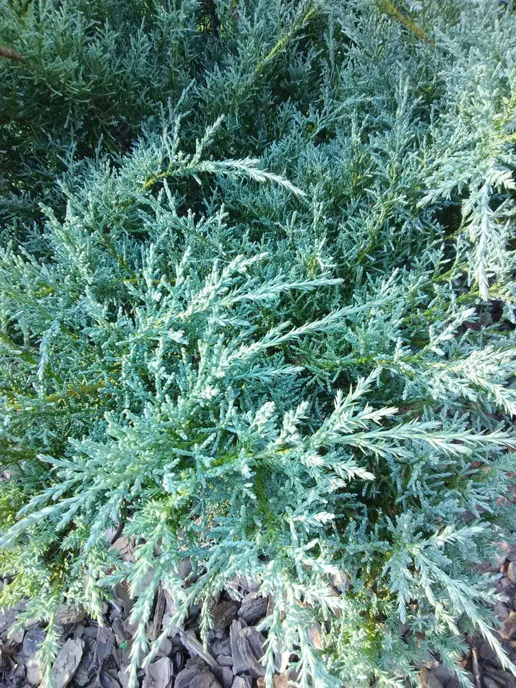 Juniper Angelica Blue | Live Plants | Juniperus Chinensis | Drought Tolerant Cold Hardy Evergreen