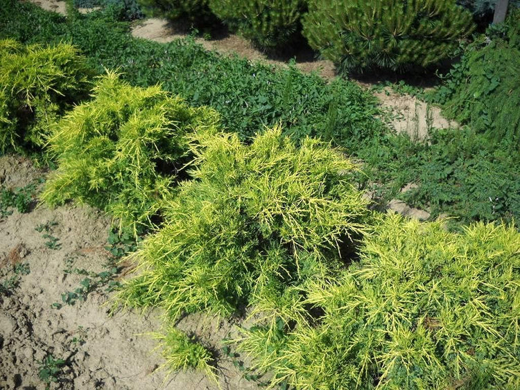 Juniper Saybrook Gold | Live Gallon Size Plants | Juniperus Chinensis | Cold Hardy Evergreen Groundcover
