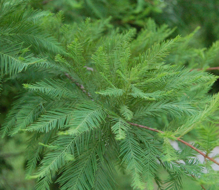 Bald Cypress | Live Trees | Taxodium Distichum | Fast Growing Shade Tree Wet Tolerant