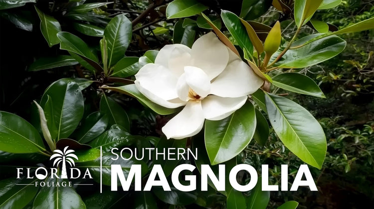 Southern Magnolia Grandiflora | Live Trees | Beautiful Evergreen Specimen Plant Fragrant Blooms