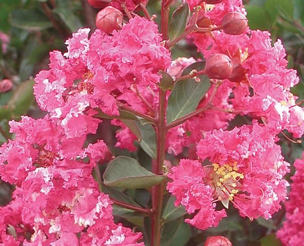 Crape Myrtle Raspberry Sundae | Extra Large 3 Gallon Plant | Dual|Color Red & Pink Blooms, Live Plant, Stunning Bicolor Ornamental Shrub for Eye|Catching Garden Displays