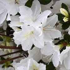 Azalea GG Gerbing | Extra Large 3 Gallon Plants | Lush & Radiant White Blooms, Hardy & Versatile, Ideal for Indoor/Outdoor Planting & Decor
