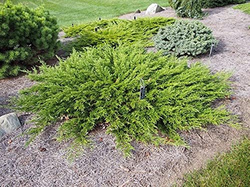 Monna Juniper Sierra Spreader | Live Gallon Size Plants | Juniperus Chinensis | Evergreen Cold Hardy Drought Tolerant Groundcover