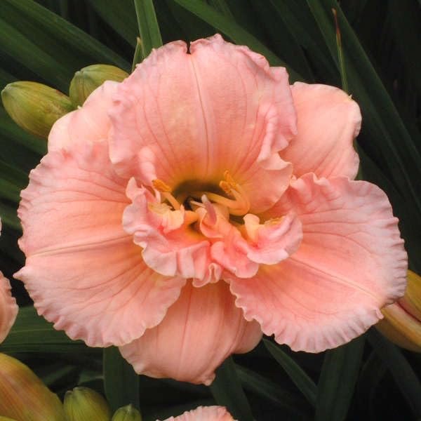 Daylily Siloam Double Classic I Live 3 Inch Pots I Hemerocallis I Peach Colored Flowers