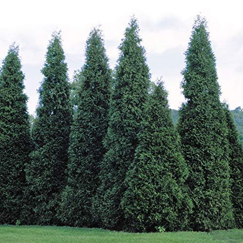 Thuja Plicata 'Green Giant' Arborvitae | Quart Size Plant | Live Evergreen Privacy Tree