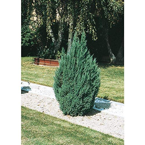 Blue Point Juniper | Live 4 Inch Pots | Juniperus Chinensis | Evergreen Screening Tree