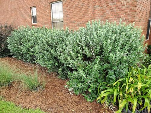 Pineapple Guava | Large Gallon Size Plant | Feijoa Sellowiana | Edible Fruit Shrub and Fragrant Flowering Foliage