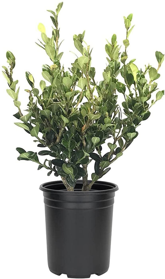 Wintergreen Korean Boxwood | Live Gallon Size Plants | Buxus Microphylla | Cold Hardy Formal Evergreen Hedge