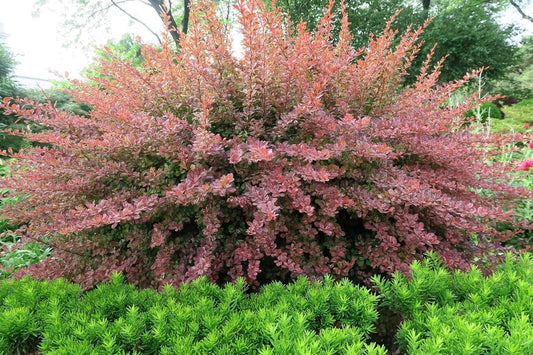 Barberry Rosy Glow | Live Plants | Vibrant Dual|Toned Foliage, Ideal for Landscaping & Hedging, Hardy & Drought|Tolerant, Live Decorative Shrub Plant