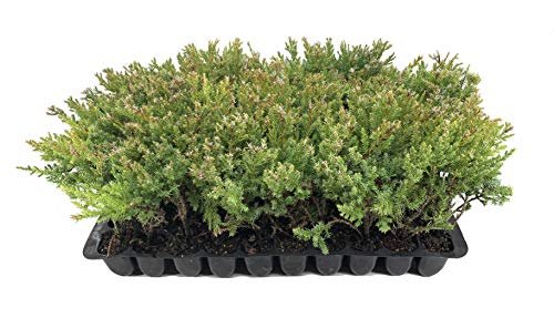 Kallay Juniper | Live Plants | Juniperus Chinensis | Drought Tolerant Cold Hardy Evergreen Ground Cover