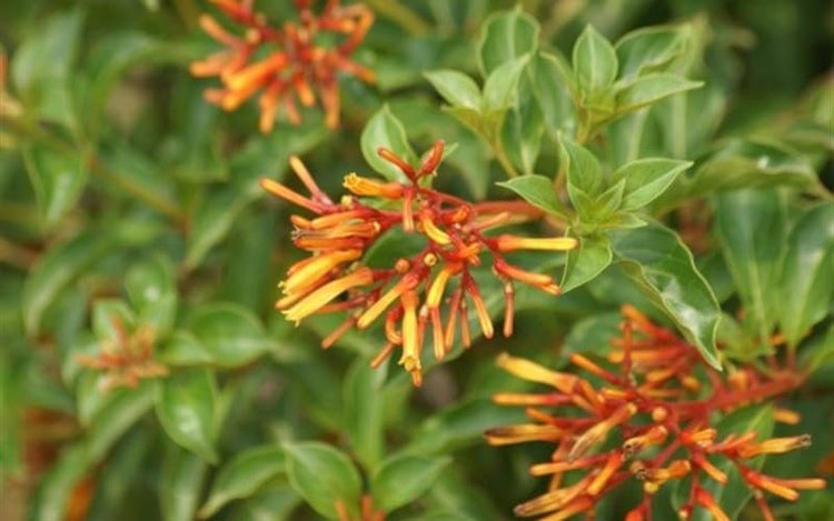 Firebush Dwarf I Live Plants I Hamelia Patens Compactal Vibrant Red|Orange Blooms, Low|Maintenance, Heat|Tolerant, Perfect for Small Gardens and Containers