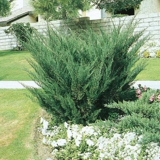 Seagreen Juniper | Extra Large 3 Gallon Plants | Elegant & Hardy Evergreen Shrub, Perfect for Ground Cover, Landscaping, Topiary & Bonsai, Vibrant Foliage for Garden & Outdoor Spaces