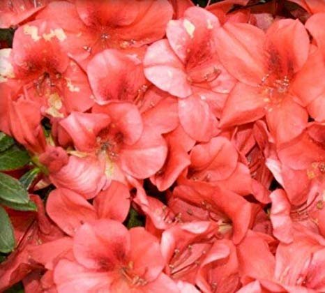 Azalea Fashion | Live Plants | Salmon Colored Flowering Rhododendron
