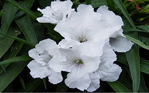 Katie's Dwarf Mexican Petunia White | Live Plants | Ruellia brittoniana | Compact Flowering Perennial | Low Growing Pollinator Favorite for Walkways Borders Containers Landscaping