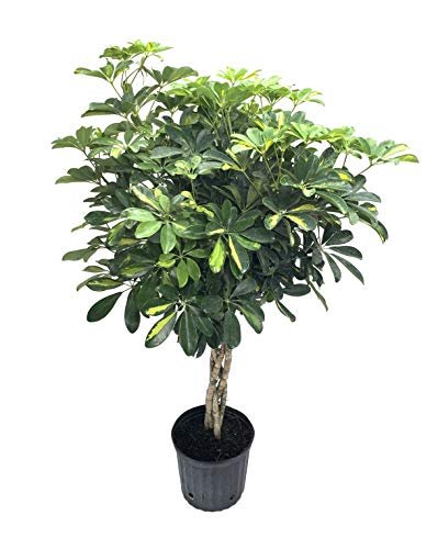 Umbrella Tree | 'Gold Capella' Live Braided Schefflera Arboricola | Florist Quality | Beautiful Indoor Tree | 3 Feet Tall