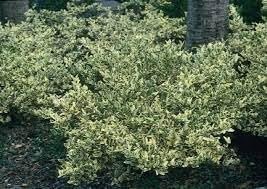 Ligustrum Jack Frost | Extra Large 3 Gallon Plants | Variegated Foliage | Ideal for Hedges and Borders | Decorative Outdoor Shrub