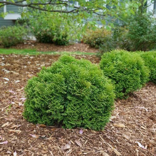 Little Giant Arborvitae | Live Gallon Size Plant | Dwarf Evergreen Shrub, Perfect for Landscaping & Privacy, Low Maintenance, Hardy & Drought Tolerant