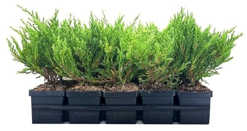 Juniper Andorra Compacta | Live 4 Inch Pot | Juniperus horizontalis ëAndorra Compactaí | Low|Growing Evergreen Ground Cover | Drought|Tolerant Landscaping Plants