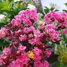 Crape Myrtle Raspberry Sundae | Extra Large 3 Gallon Plant | Dual|Color Red & Pink Blooms, Live Plant, Stunning Bicolor Ornamental Shrub for Eye|Catching Garden Displays
