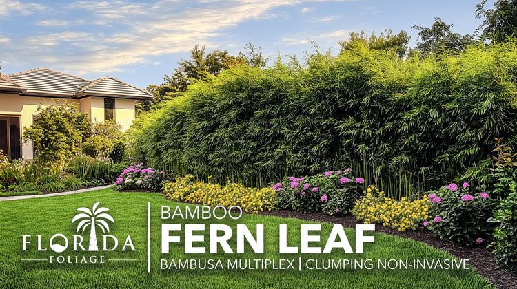 Fern Leaf Bamboo | Live Plants | Bambusa Multiplex | 6 Inch Pot | Non|invasive Clumping Privacy Hedge