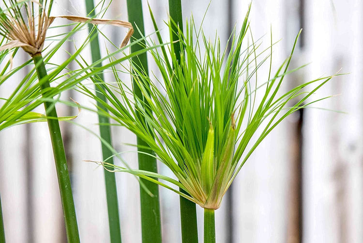 Nile Queen Papyrus | Live Plants | Cyperus Shade & Wet Tolerant Aquatic Foliage