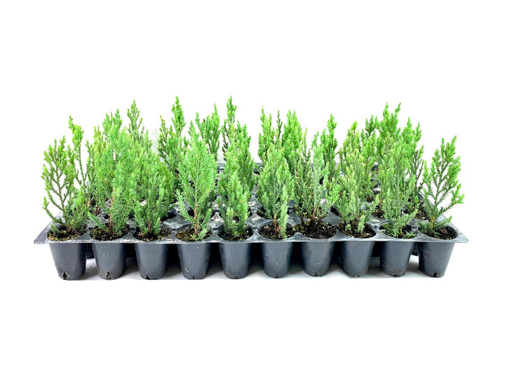 Blue Point Juniper | Live Trees | Juniperus Chinensis | Evergreen Screening Plant